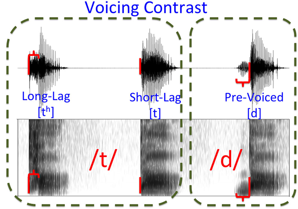 Aspiration in Phonetics. Настройка negativity. Voicing. Aspirated p.