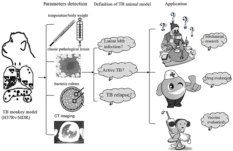 Frontiers | Animal Models for Tuberculosis in Translational and Precision Medicine Frontiers | Animal Models for Tuberculosis in Translational and Precision Medicine