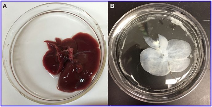 شكل 3 - كيف يبدو كبد الجرذ قبل “تنظيفه” أو نزع خلاياه (A) وبعد ذلك (B). صورة من الكبد وقد نُزعت منه الخلايا أّخذت بإذن من الدكتور Alejandro Soto-Gutierrez.