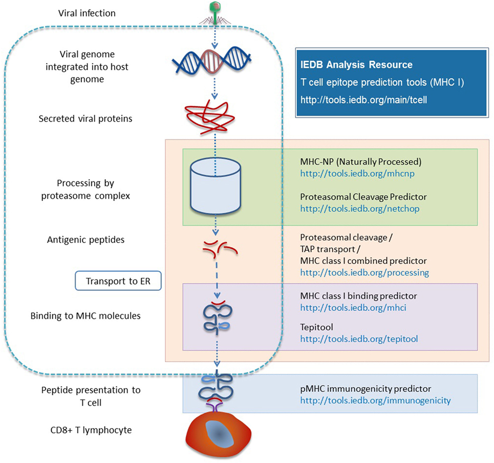 Process binding. MHC 1 processing. Биндинг - это процесс декларирования связи между. Binding process.