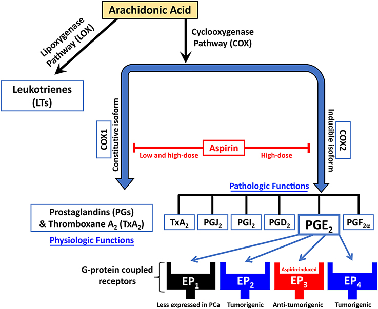 Naproxen a prostatitis alatt