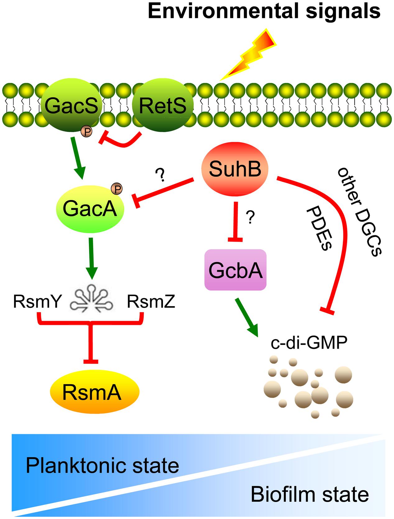 Frontiers Suhb Regulates The Motile Sessile Switch In Pseudomonas Aeruginosa Through The Gac Rsm Pathway And C Di Gmp Signaling Microbiology