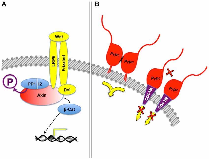scaffold protein named shock scaffold protein named shock