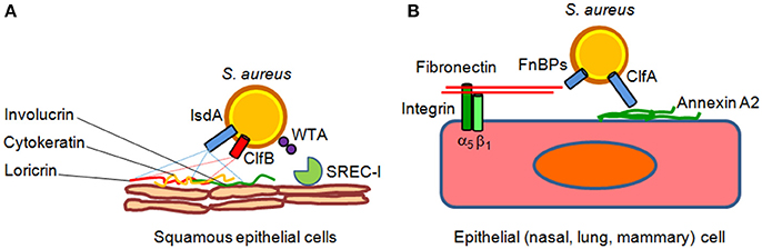 S. aureus enhances replication of SARS-CoV-2 in vitro through the bacterial  iron-regulated surface determinant protein A