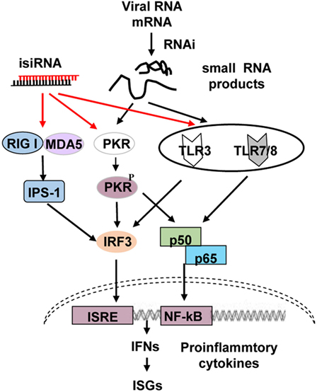 Frontiers Rna Interference Induced Innate Immunity Off Target Effect Or Immune Adjuvant Immunology