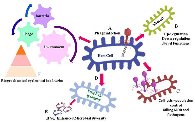 In this figure, (A) depicts infection and insertion phage DNA into the host...