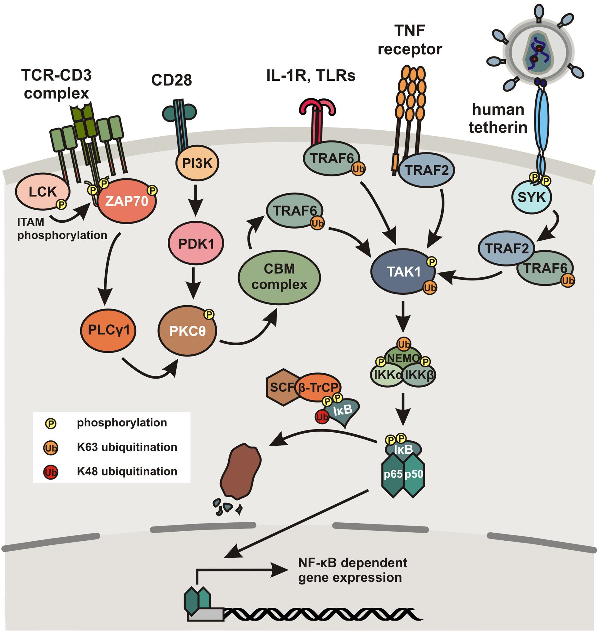 VACV evades p62 via early gene-mediated nuclear relocation. A) Incoming