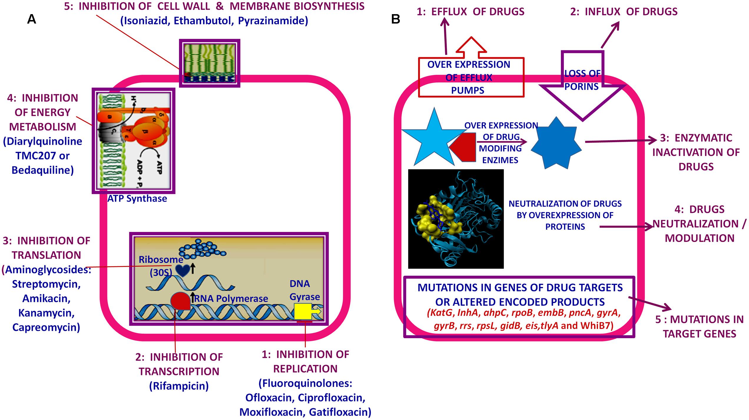 Mechanism of Action of ethambutol. Mechanism of Action of rifampicin. Isoniazid mechanism of Action. Mechanism of Action of Anti-tuberculosis drugs. Колонизационная резистентность