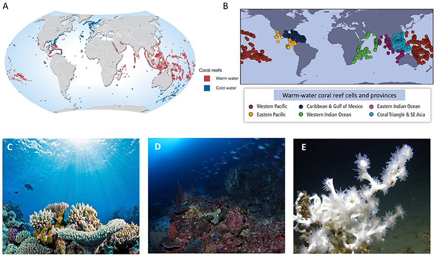 Volwassenheid nakomelingen formaat Frontiers | Coral Reef Ecosystems under Climate Change and Ocean  Acidification