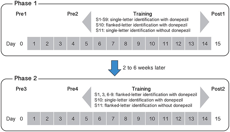 crowding phenomenon in amblyopia