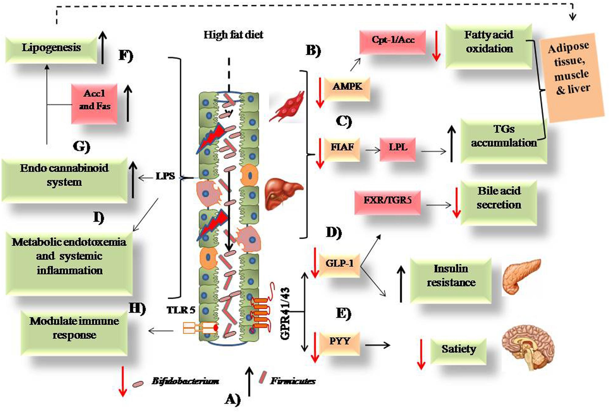 Dieta microbiota pdf