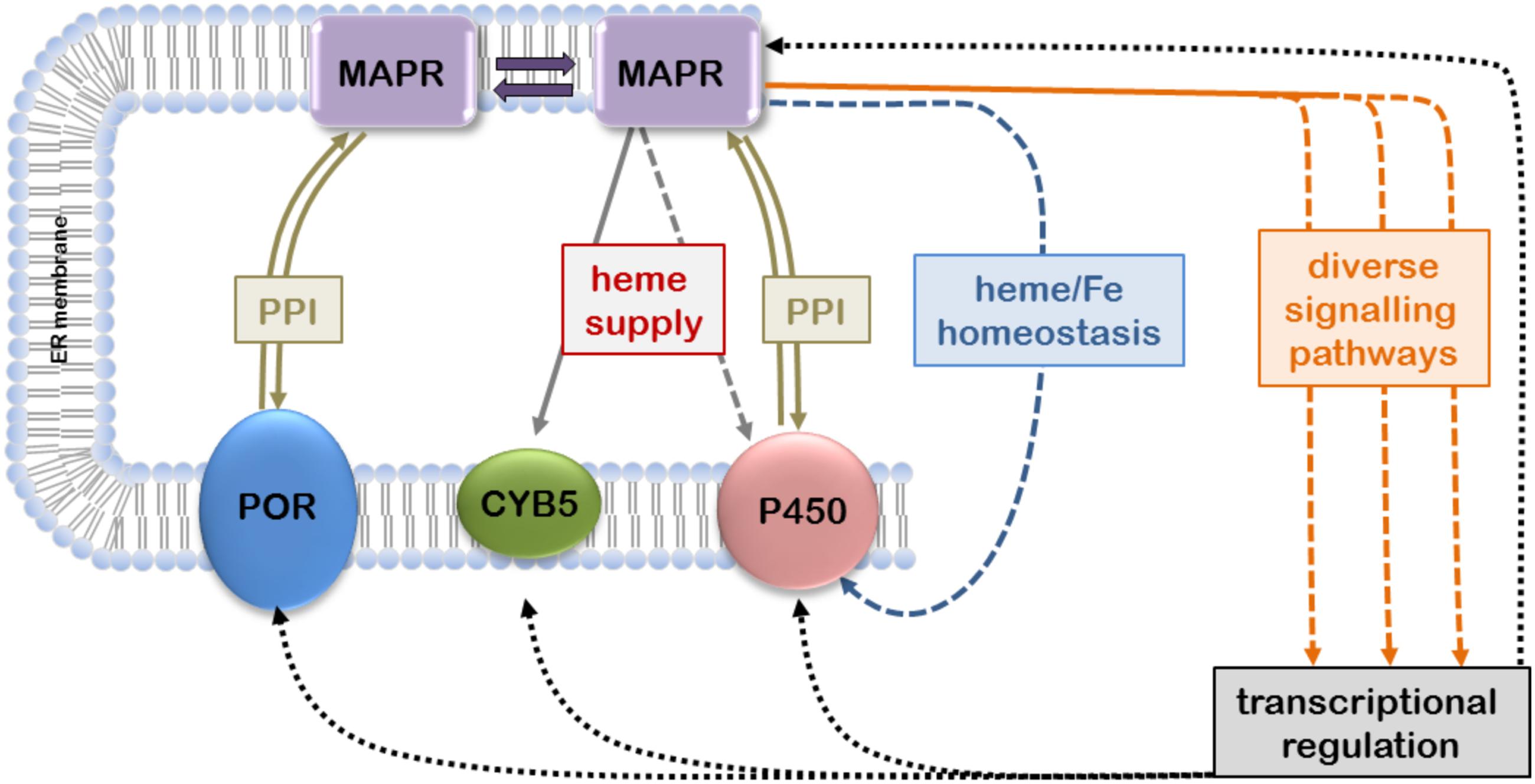 Frontiers Membrane Associated Progesterone Receptors Promiscuous Proteins With Pleiotropic Functions Focus On Interactions With Cytochromes P450 Pharmacology
