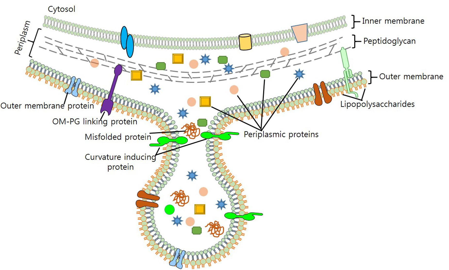 Frontiers Outer Membrane Vesicles Omvs Of Gram Negative Bacteria A Perspective Update Microbiology