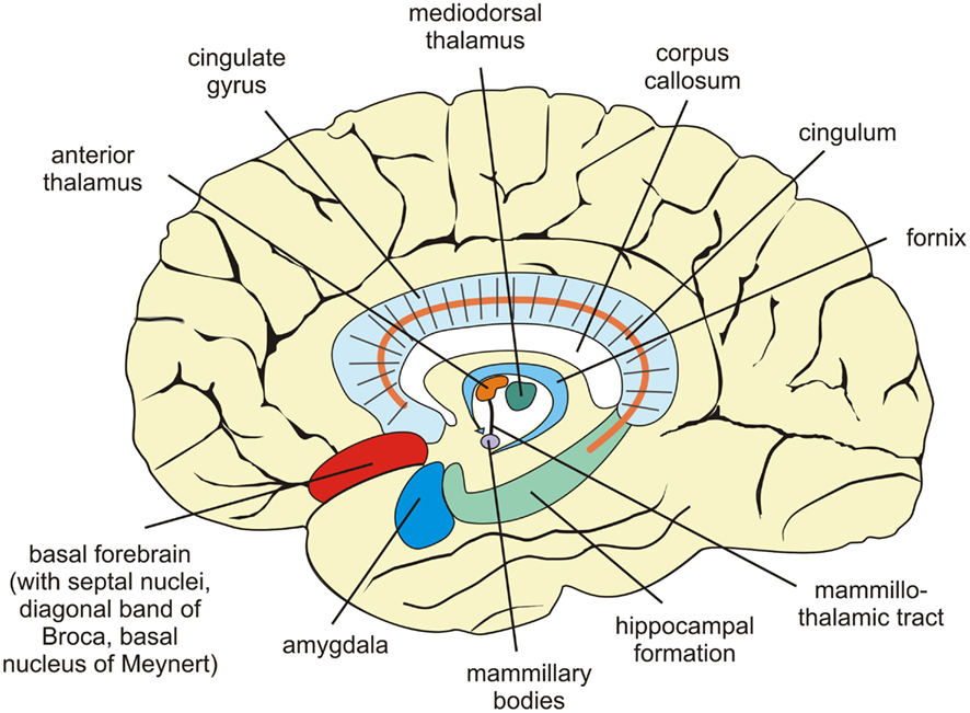 Image result for limbic system diagram sagittal