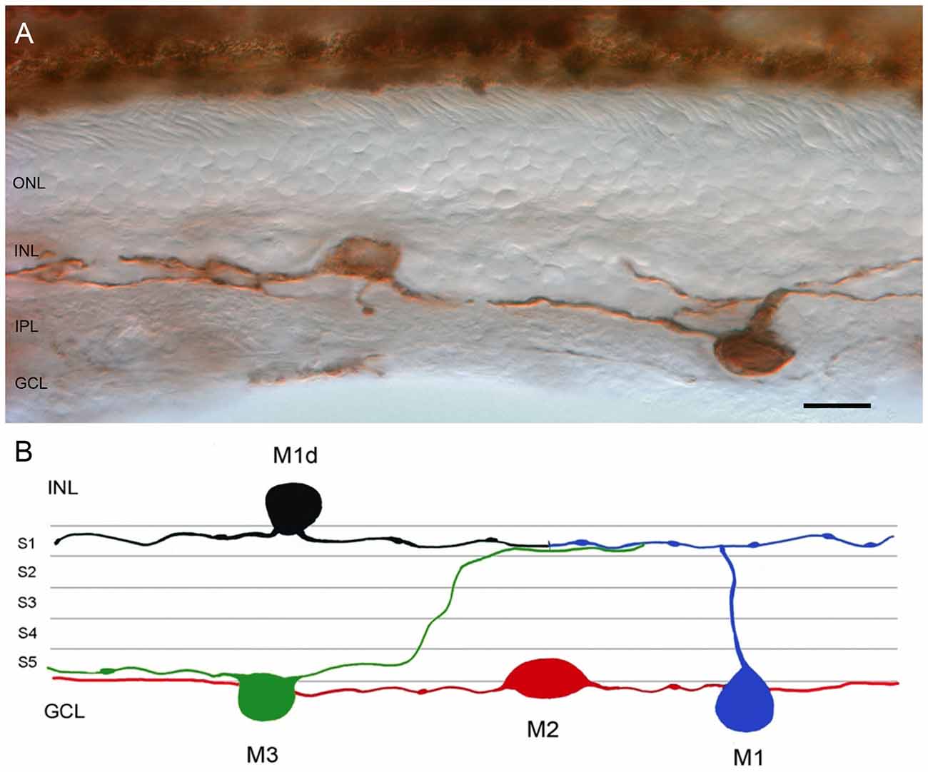 Vesicular glutamate transporter 2 (VGLUT2) is co-stored with PACAP in  projections from the rat melanopsin-containing retinal ganglion cells