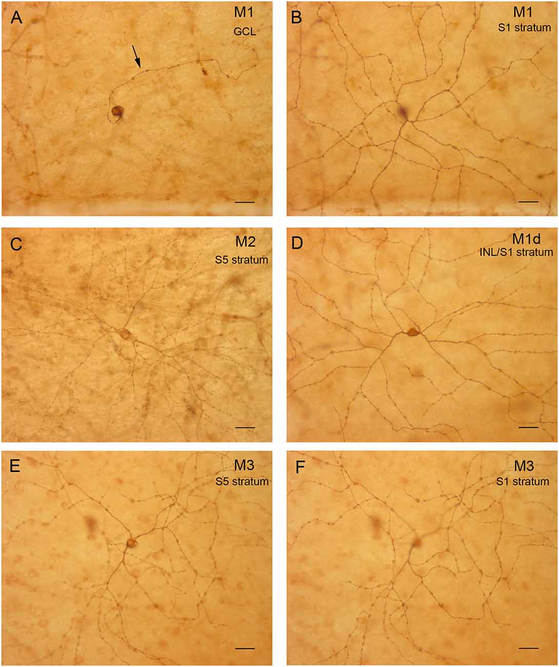 Vesicular glutamate transporter 2 (VGLUT2) is co-stored with PACAP in  projections from the rat melanopsin-containing retinal ganglion cells