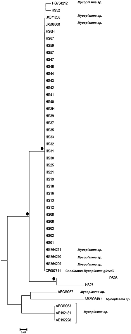 Trichomonas ureoplasm
