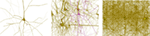 www.frontiersin.org