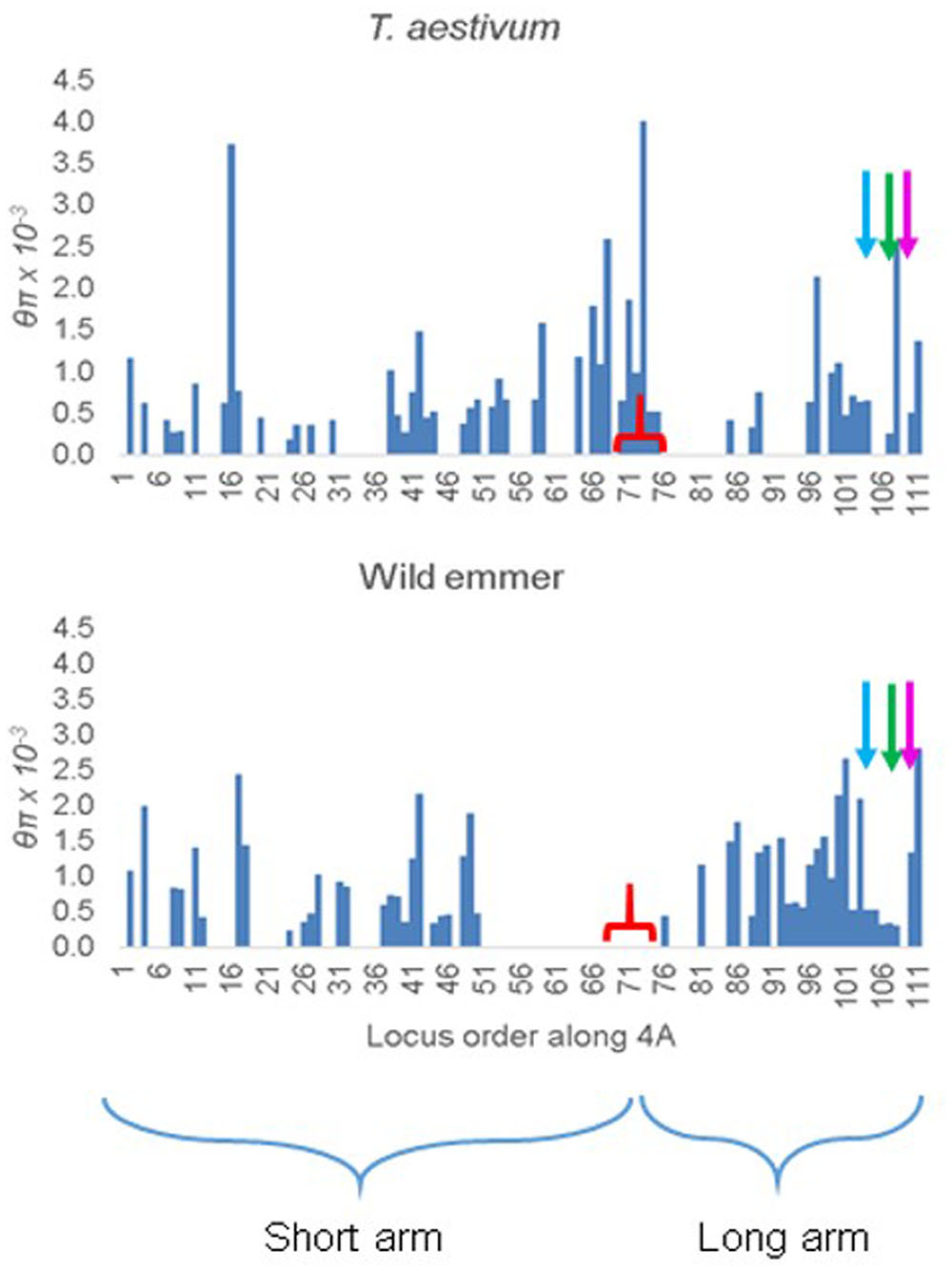 Frontiers | A High-Density Genetic Map of Wild Emmer Wheat from 