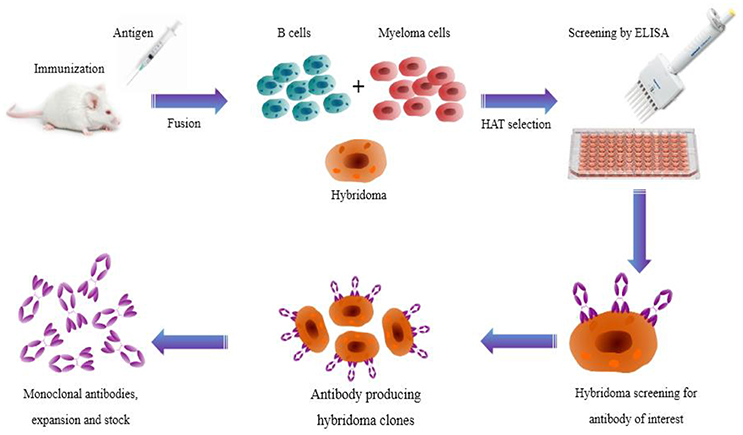 Antibody Engineering for Pursuing a Healthier Future