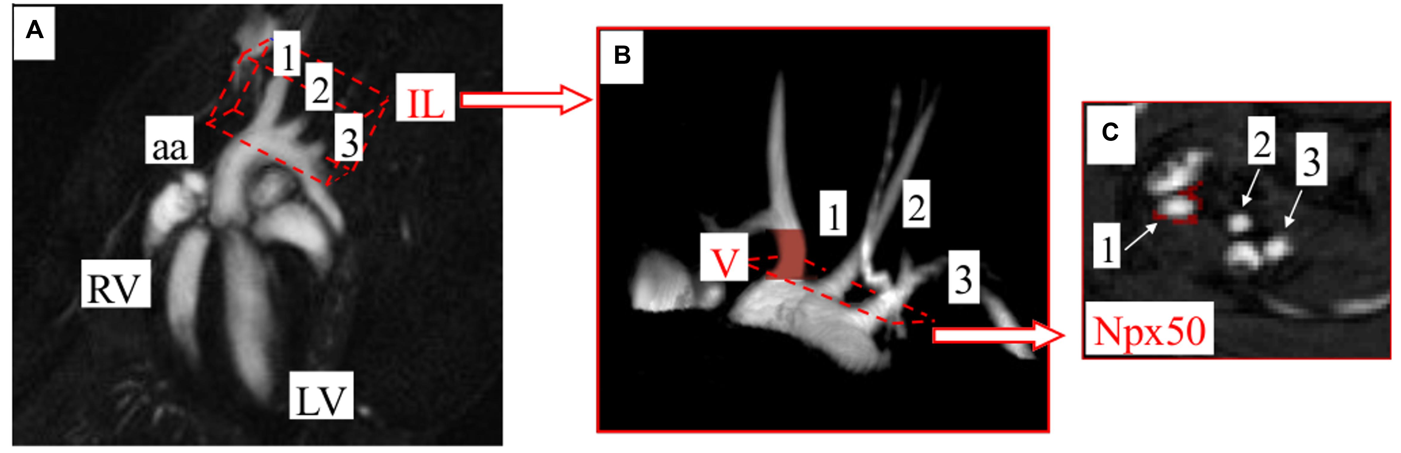 Frontiers Functional And Biochemical Endothelial Profiling In Vivo - www frontiersin org