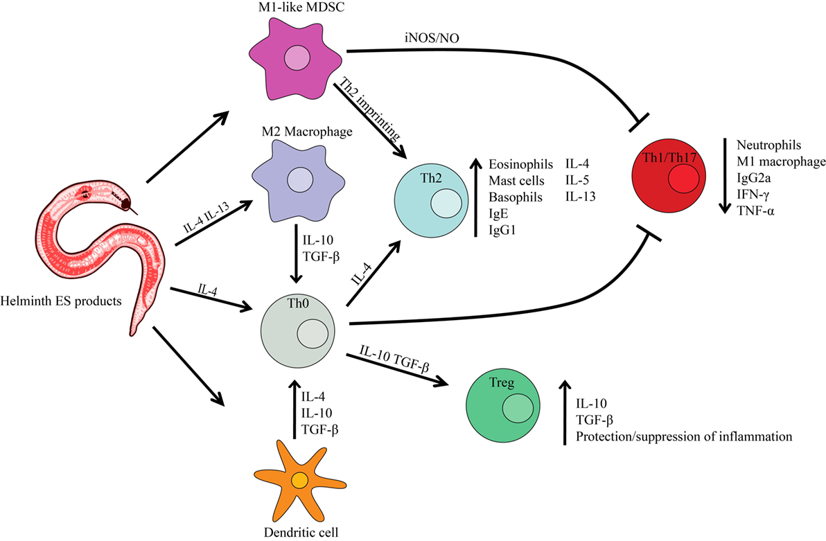 helminthiasis és sclerosis)