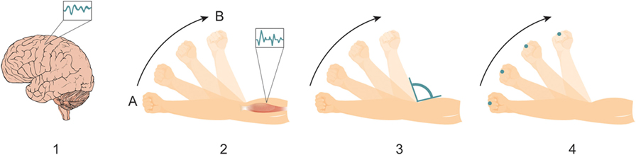 Figure 1 - Generating a movement involves a chain of reactions that propagates from our brain to multiple body parts.