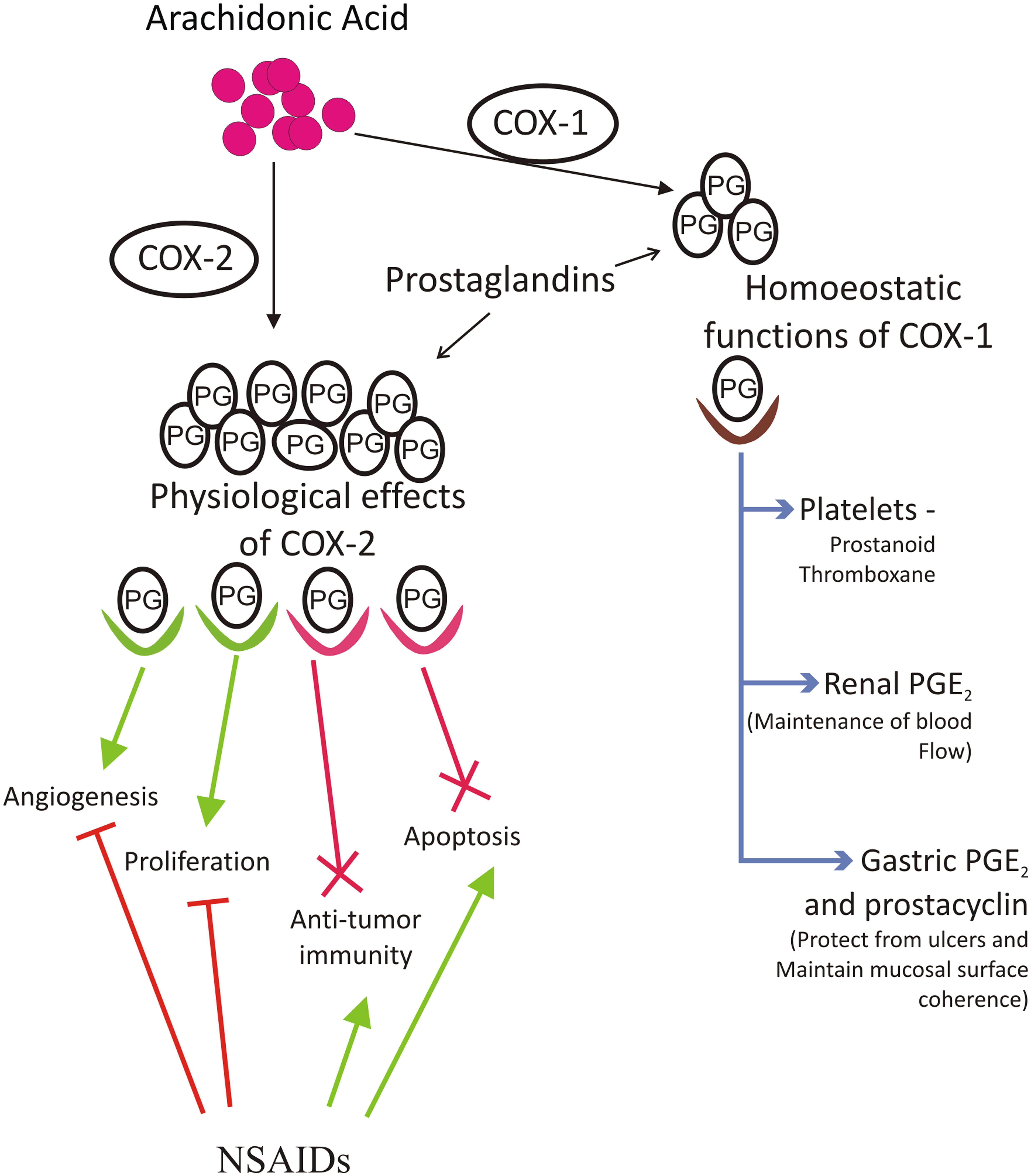 Frontiers Role Of Modulator Of Inflammation Cyclooxygenase 2 In