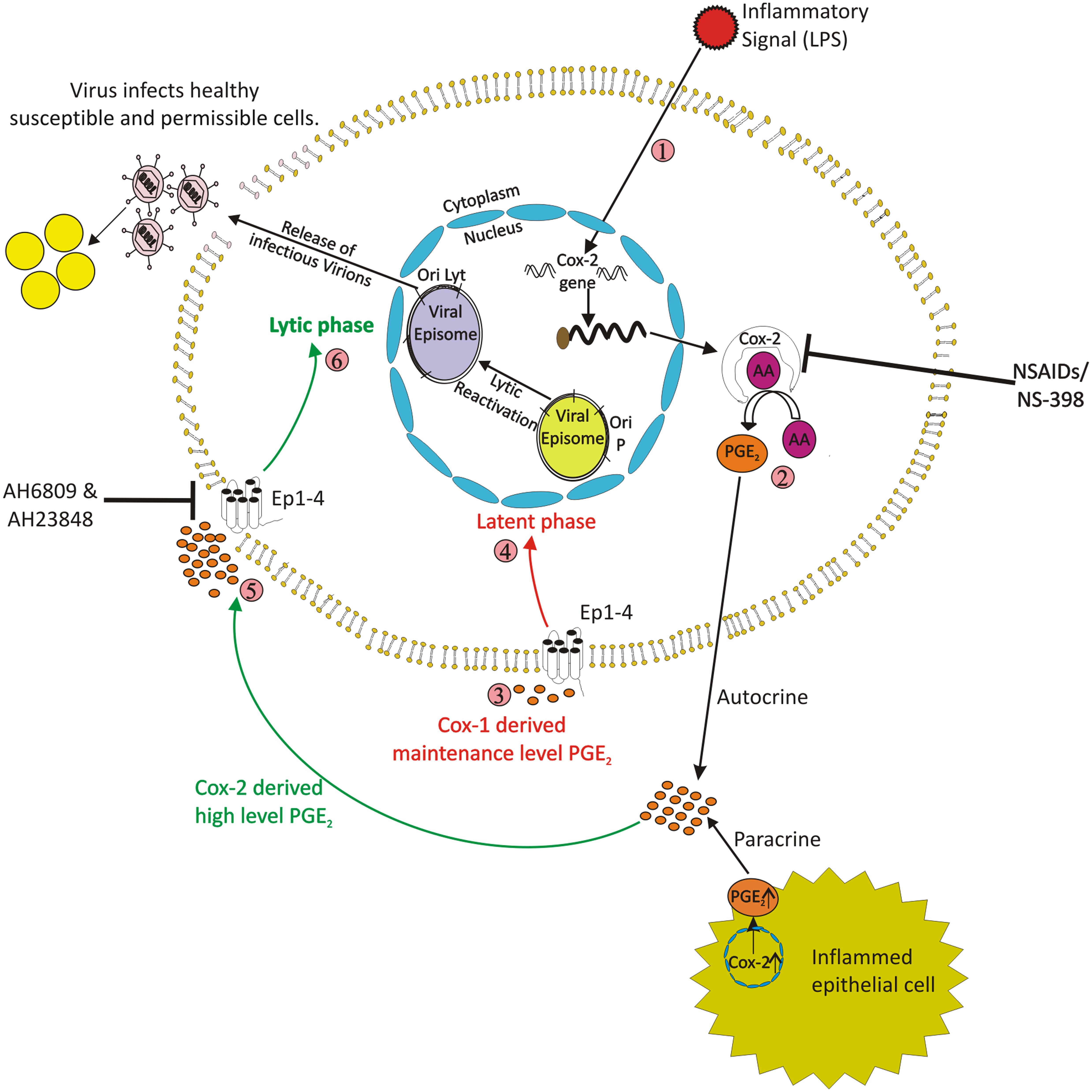 Frontiers Role Of Modulator Of Inflammation Cyclooxygenase 2 In