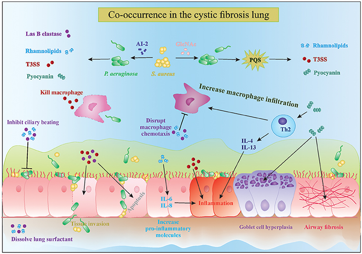 Biofilm-Associated Agr and Sar Quorum Sensing Systems of Staphylococcus  aureus Are Inhibited by 3-Hydroxybenzoic Acid Derived from Illicium verum