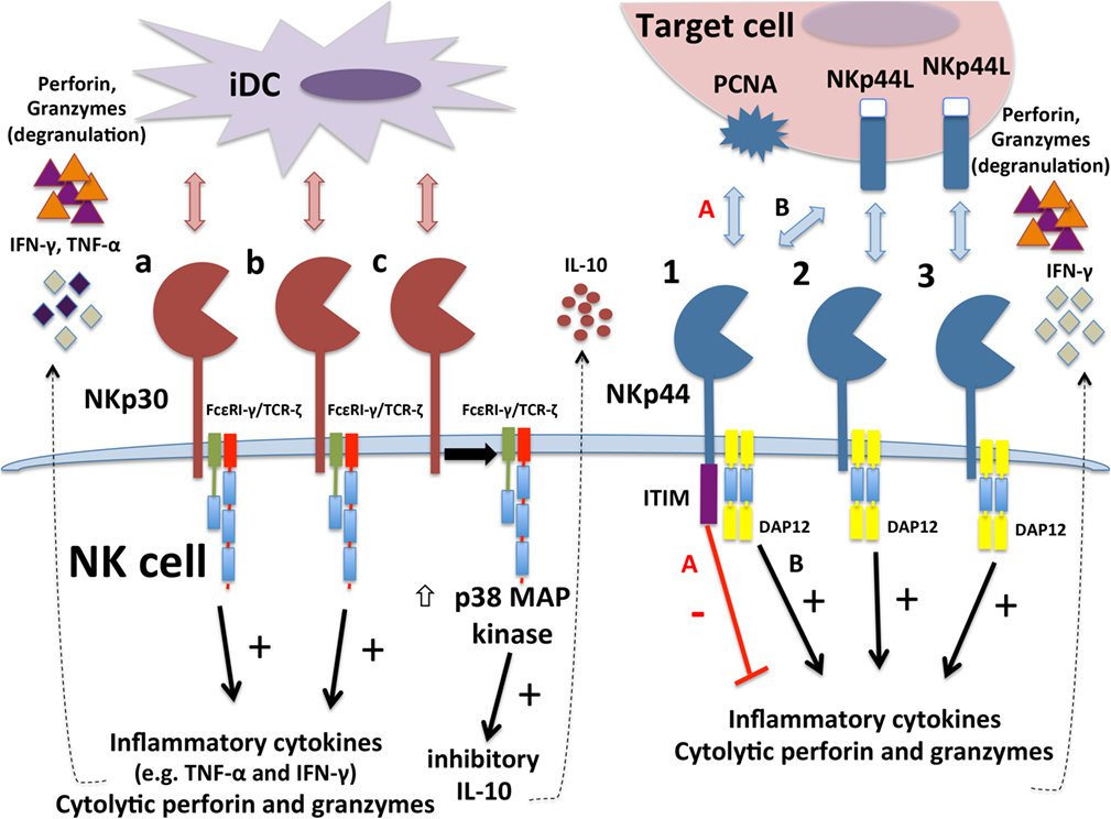 Regulation of the Functions of Natural Cytotoxicity Receptors by Interactions with Diverse Ligands and Alterations in Splice Variant Expression