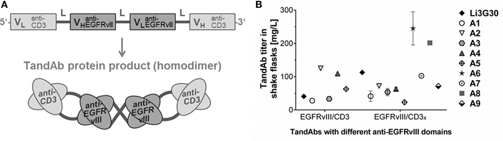 Identification of a novel peptide ligand for the cancer-specific receptor  mutation EGFRvIII using high-throughput sequencing of phage-selected  peptides