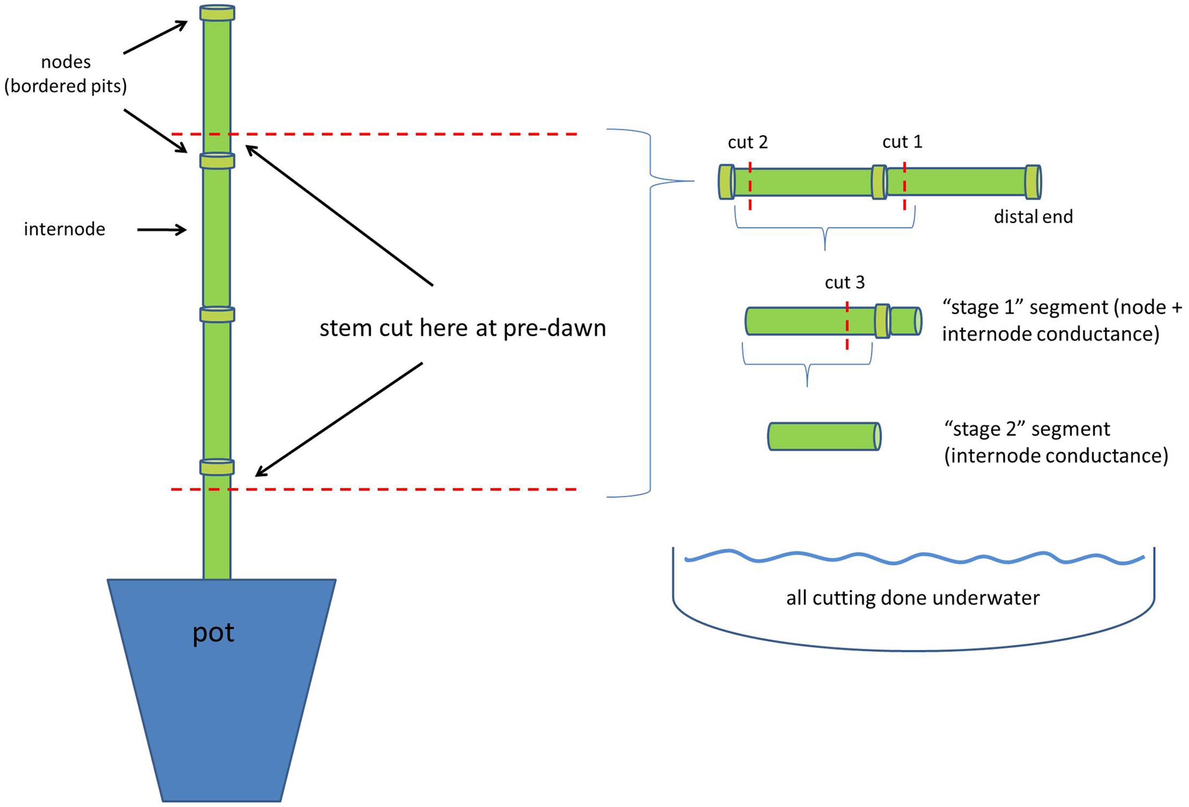 Steam and leaf diagram что это фото 25