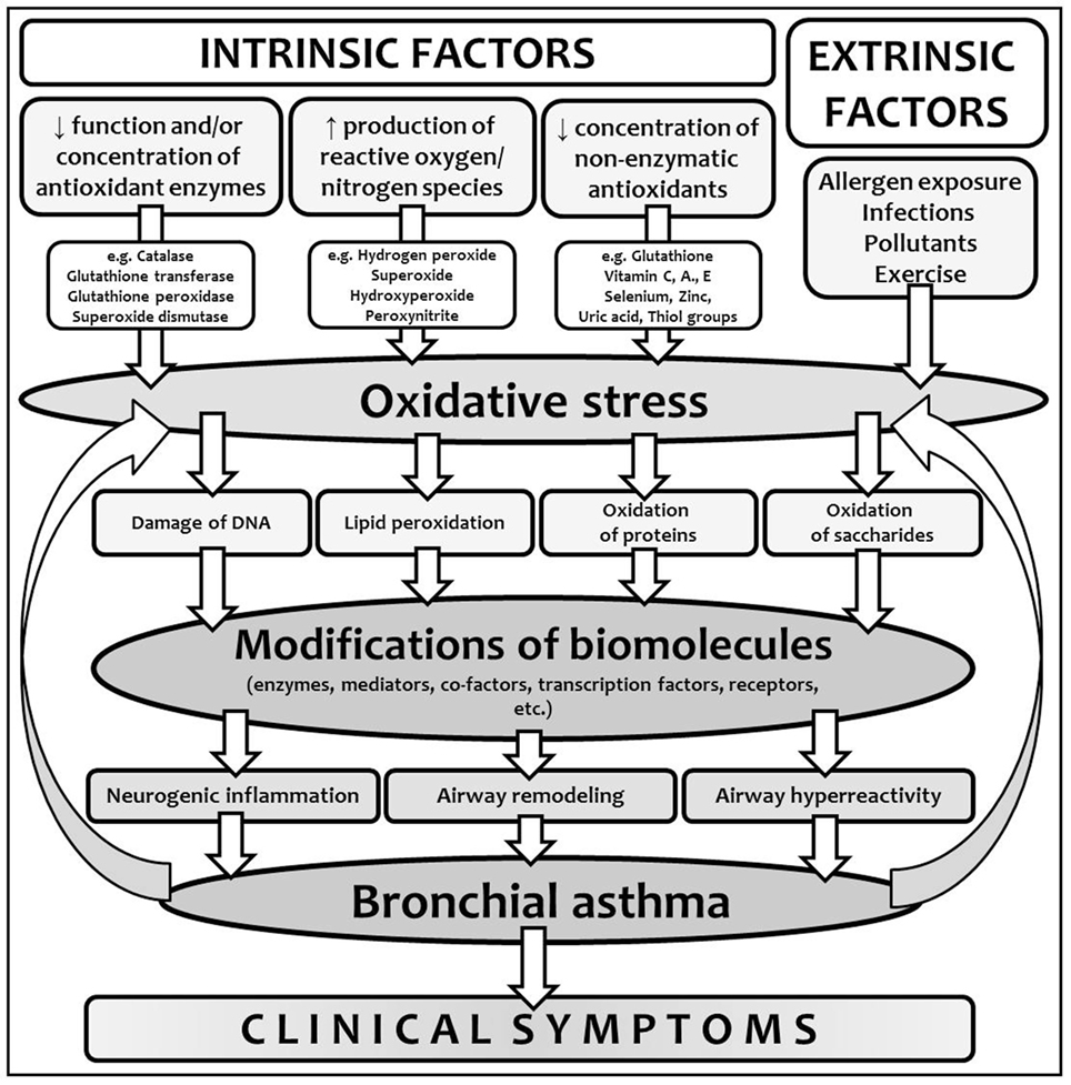 download interpreting epidemiologic evidence: strategies for