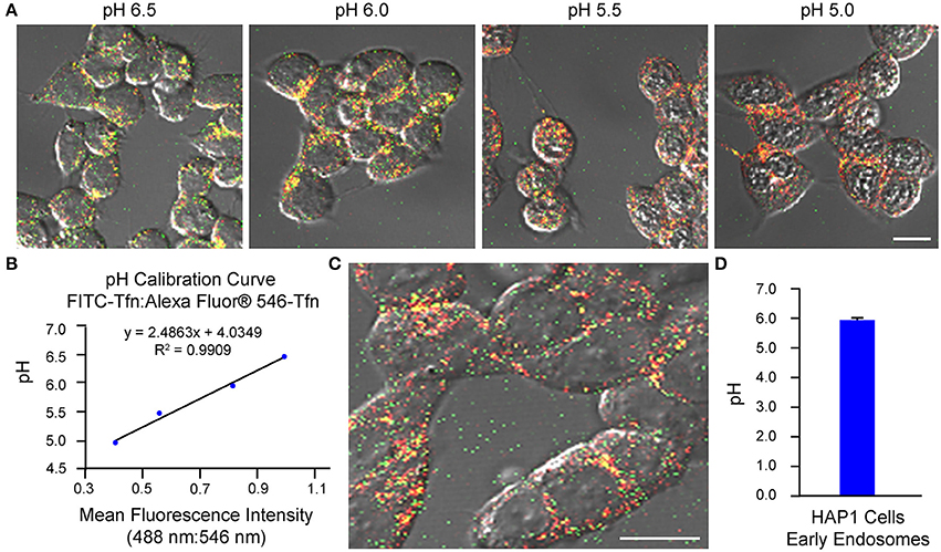 Frontiers Live Cell Microscopy And Fluorescence Based