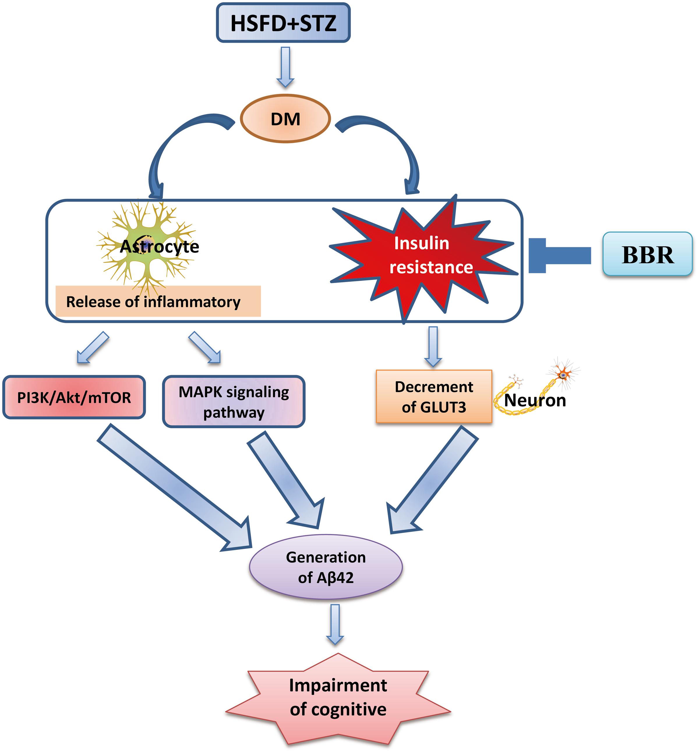 berberine diabetes infographic
