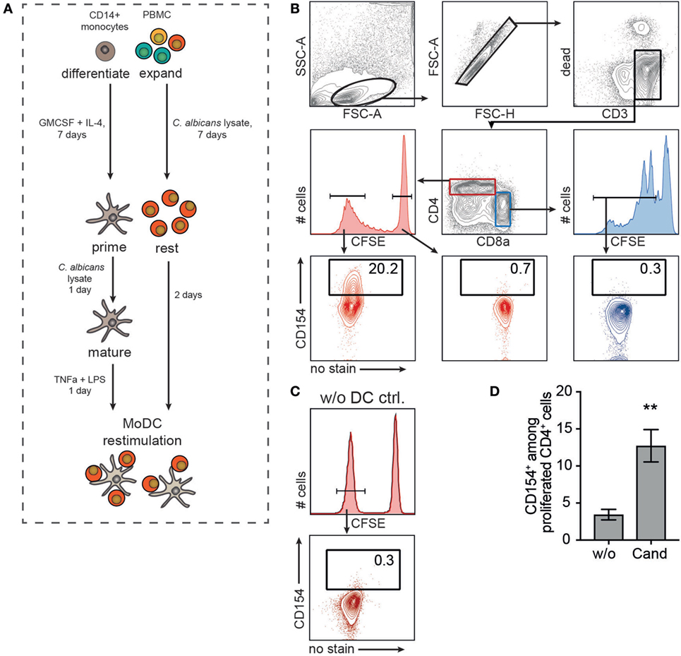 Peter H. Seeberger • Parasite Infections: From Experimental Models to  Natural Systems • School of Veterinary Medicine at the Freie Universität  Berlin