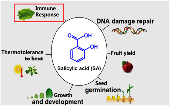 Figure 2 - Some of the roles of salicylic acid in plants.