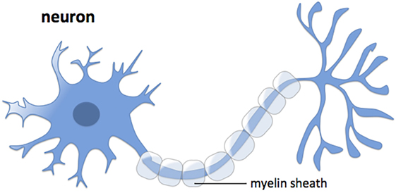 Figure 1 - The structure of a neuron, the specialized cells of the brain and spinal cord.