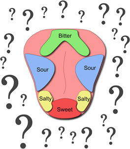 Tongue Taste Bud Chart