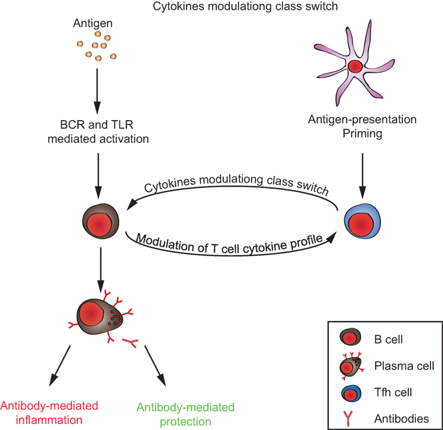 autoantibody profiling