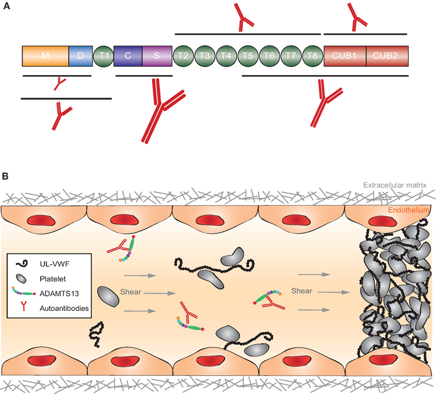 autoantibody profiling