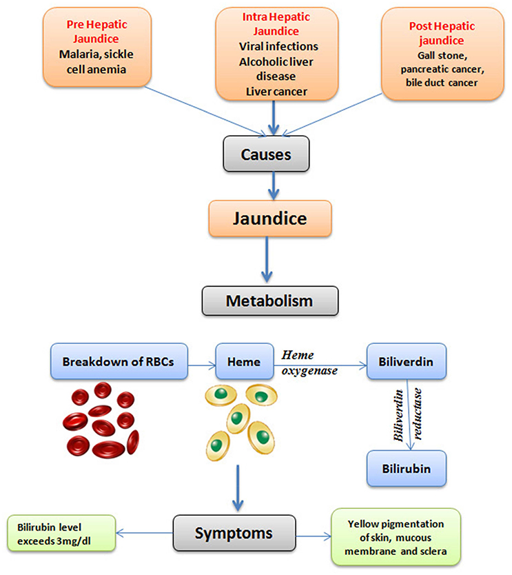 Jaundice Chart Malaysia