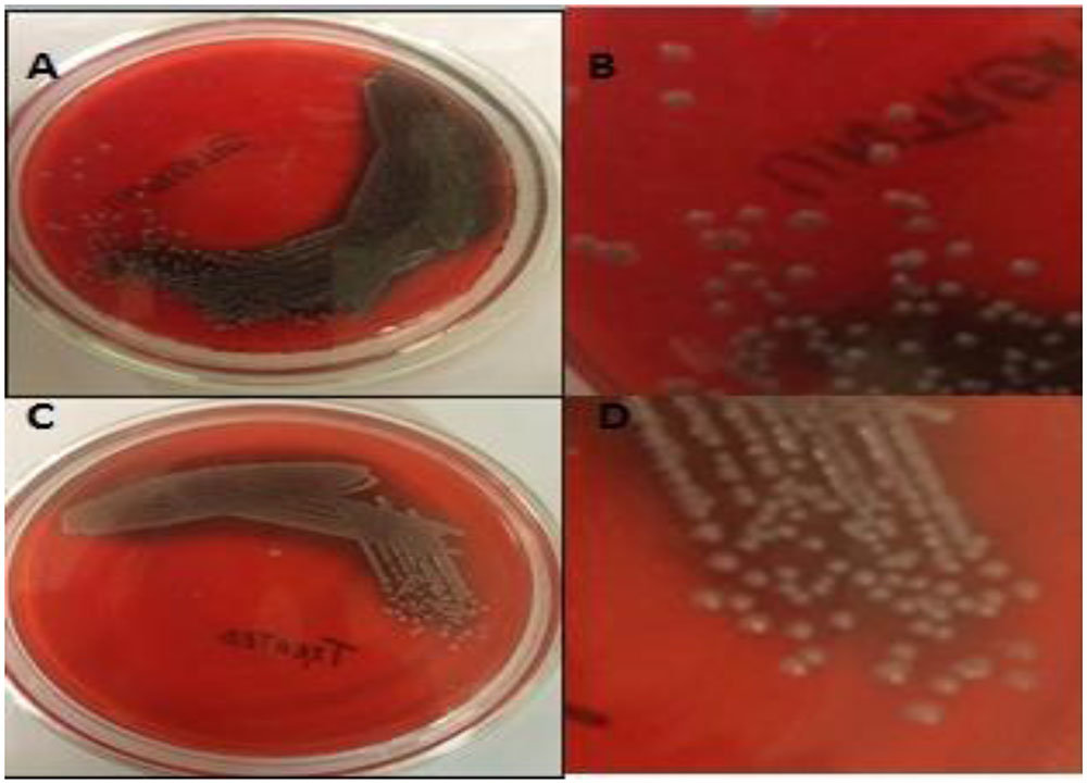 Krav kim Lover og forskrifter Frontiers | A Novel Approach for Combating Klebsiella pneumoniae Biofilm  Using Histidine Functionalized Silver Nanoparticles