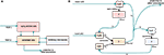 www.frontiersin.org
