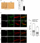 Frontiers | Toll-Like Receptor 4 Modulates Small Intestine ...