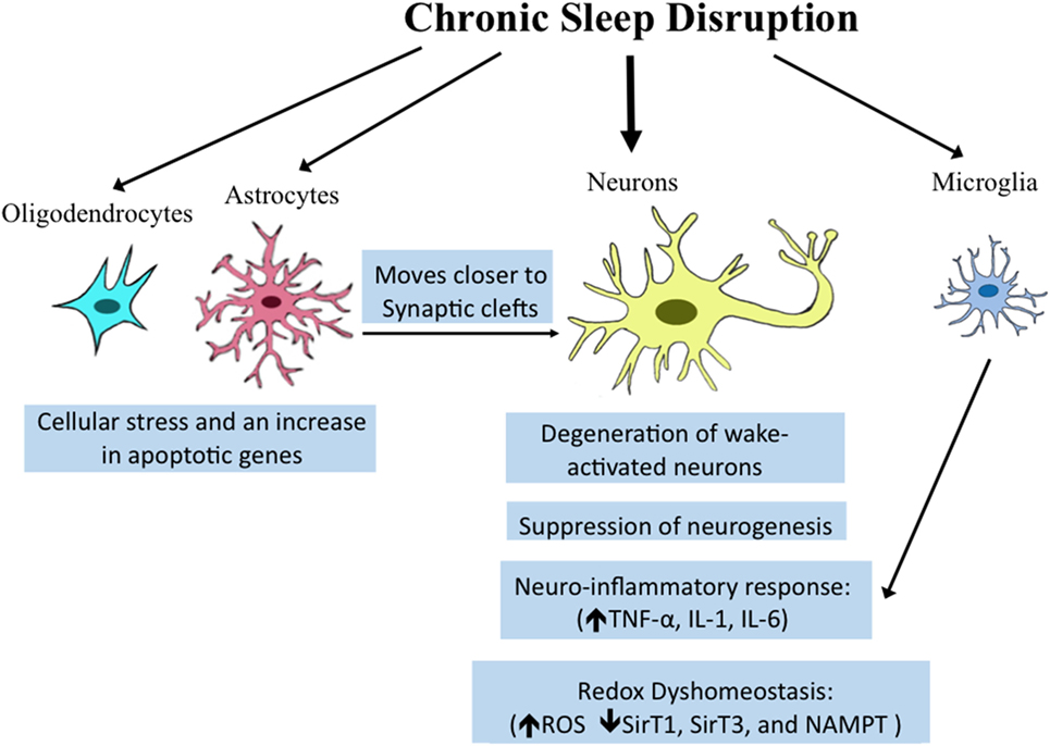 Frontiers | Neural Consequences of Chronic Short Sleep: Reversible or  Lasting?