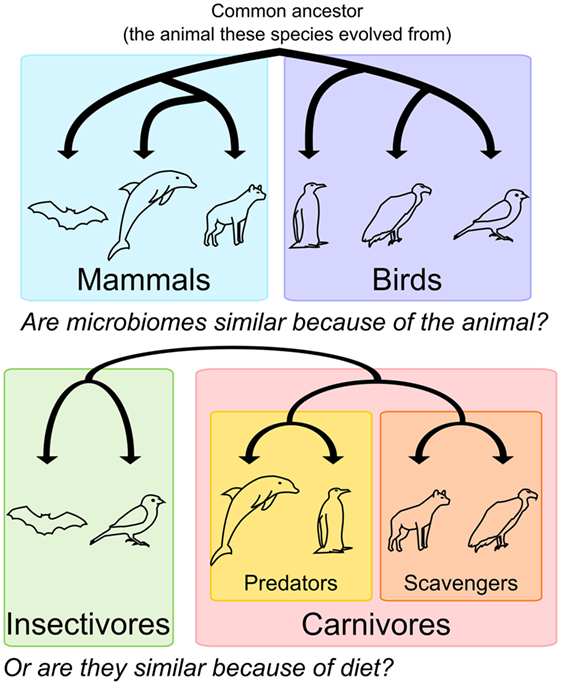Figure 1 - The purple box shows some birds (penguin, vulture, and sparrow), while the blue box shows some mammals (bat, dolphin, and hyena).