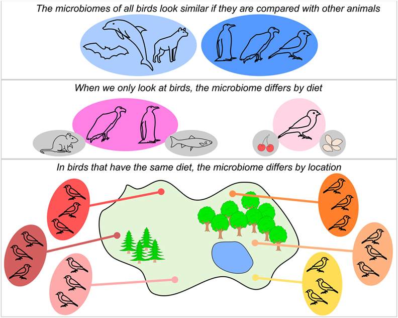 Figure 2 - We originally thought that an animal’s microbiome would be a result of either the type of animal, the animal’s diet, or the animal’s living location.