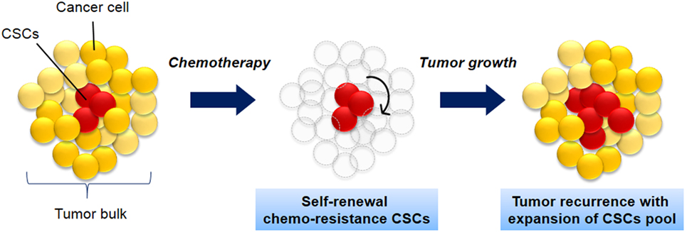 Frontiers Targeting Lung Cancer Stem Cells Research And Clinical Impacts Oncology